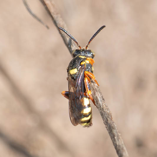 Nomada rufipes.jpg